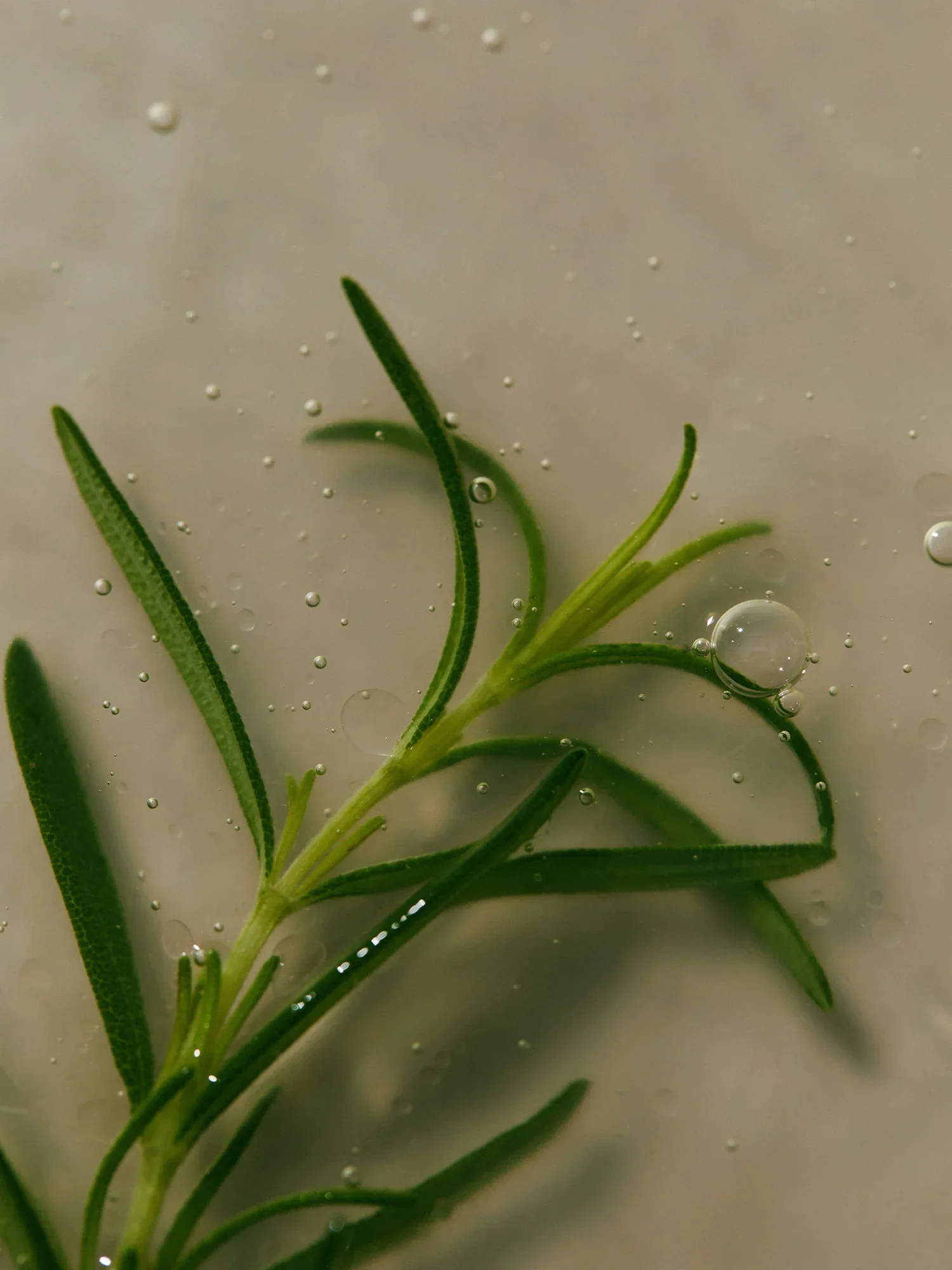 AROMATICA Rosemary Scalp Scaling Shampoo